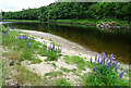 Lupins by the River Spey