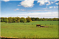NU2417 : Grazing Land near Howick Hall by David Dixon