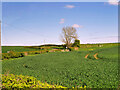 Crops in Field near to Stamford