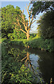 Dead tree by Monmouthshire and Brecon Canal