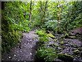 The Kirklees Way in Morton Wood