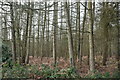 TQ3136 : Worthlodge Forest by N Chadwick