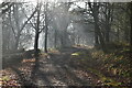 TQ3134 : Mists, Worthlodge Forest by N Chadwick