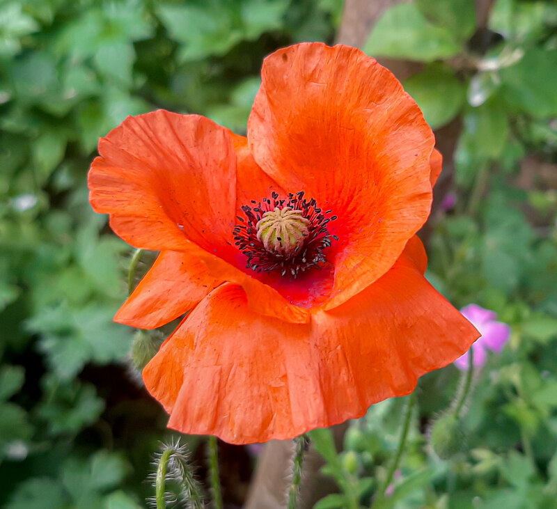 Self-sown poppy, 2 © Jonathan Billinger :: Geograph Britain and Ireland