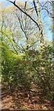 TQ2995 : Rhododendron in Oakwood Park, London N14 by Christine Matthews