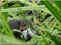 SJ7387 : Coot chick on Island Pool by Stephen Craven