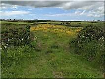 SW4525 : A colourful field near Castallack by David Medcalf