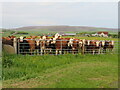 Curious cattle