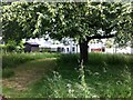 Green with lime tree in blossom, Little Silver, Exeter