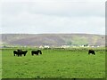 Cattle at Isbister