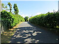 Hedge enclosed minor road at Brow Top