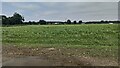 Fields near Castleman