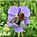 Bee on a meadow cranesbill