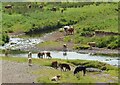 Cattle beside the Endrick Water