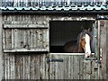 Horse at Flaxfield Farm