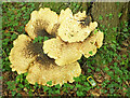 Fungus, Moorgrove Wood