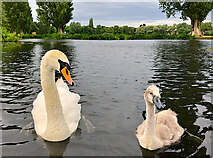 TA0527 : Swan and cygnet, Pickering Park, Hull by Paul Harrop