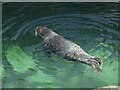 NL5783 : Mingulay - Swimming seal by Rob Farrow