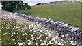 NY7606 : Ox-eye daisies and sheep pasture beside A685 as it approaches Kirkby Stephen Station by Roger Templeman