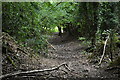 Wooded bridleway