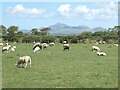 Sheep in field beside Wales Coast Path