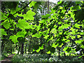 Sycamore leaves by path, Cowleaze Wood