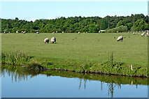 SJ9314 : Sheep grazing near Penkridge, Staffordshire by Roger  D Kidd