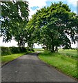 Roadside beeches