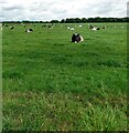 Dairy herd at Fernieshaw Farm