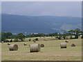 Bales above Kilcreggan