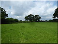 Footpath line across the field