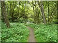 Woodland, Doune Ponds