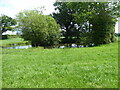 Small pond in a field