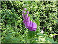 Foxglove in the verge