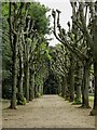 SX8861 : Avenue of trees at Oldway Mansion by Steve Daniels