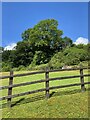 Enclosed pasture on a summer day