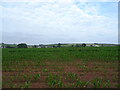SD2372 : Maize crop near North Stank Farm by JThomas