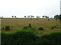 SD3181 : Hillside grazing above the A590 near Arrad Bridge by JThomas
