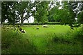 Little Addington Farmland