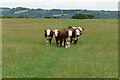 Walking companions on the John Bunyan Trail towards Sharpenhoe