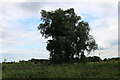 Tree by Station Road, Hockwold