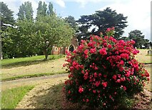 TQ4577 : Rose bush in Woolwich Old Cemetery by Marathon