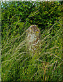 Roman Milestone alongside the former A66