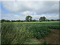 TF1106 : Potato field off King Street, Helpston by Jonathan Thacker