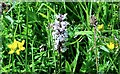 SD7314 : Common spotted orchid by Philip Platt