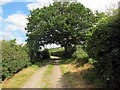 Llwybr ger Coed-weddus / Path near Coed-weddus