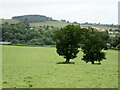 Two oak trees in a hay field