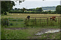 Cows with a distant view of Fovant Badges