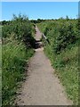 Path across peat bog