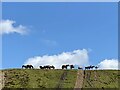 SO1607 : Wild horses on the skyline by Alan Hughes